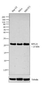 RPL24 Antibody in Western Blot (WB)