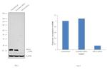 RPL24 Antibody in Western Blot (WB)