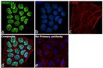 SMARCC1 Antibody in Immunocytochemistry (ICC/IF)