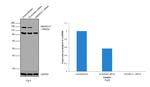 SMARCC1 Antibody in Western Blot (WB)