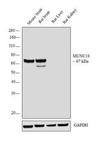 MUNC18 Antibody in Western Blot (WB)