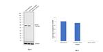 eIF4A1 Antibody