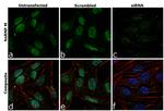 hnRNP M Antibody in Immunocytochemistry (ICC/IF)