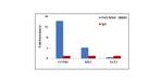 BRD3 Antibody in ChIP Assay (ChIP)