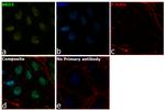 BRD3 Antibody in Immunocytochemistry (ICC/IF)