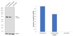 EIF2B4 Antibody