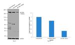 SETDB1 Antibody in Western Blot (WB)