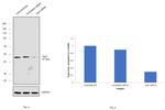 Arp3 Antibody