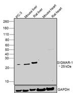 Sigma-1 Receptor Antibody in Western Blot (WB)