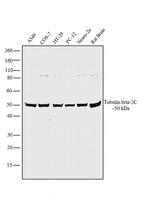 Tubulin beta-2C Antibody in Western Blot (WB)