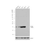 IFITM3 Antibody