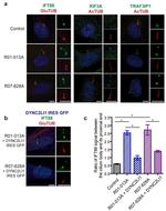 TRAF3IP1 Antibody in Immunocytochemistry (ICC/IF)