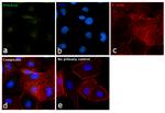 POLR1D Antibody in Immunocytochemistry (ICC/IF)