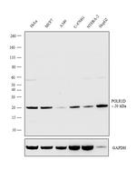 POLR1D Antibody in Western Blot (WB)