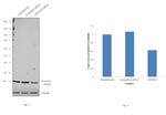 POLR1D Antibody in Western Blot (WB)