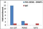 DNMT1 Antibody in ChIP Assay (ChIP)