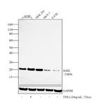 SOD2 Antibody