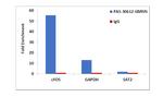 GMNN Antibody in ChIP Assay (ChIP)