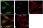 GMNN Antibody in Immunocytochemistry (ICC/IF)