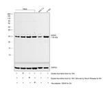 GMNN Antibody in Western Blot (WB)