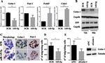 PSAT1 Antibody in Immunohistochemistry (IHC)