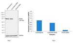 VPS35 Antibody in Western Blot (WB)