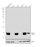 Galectin 1 Antibody in Western Blot (WB)