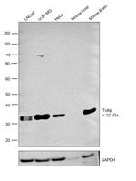 TOLLIP Antibody in Western Blot (WB)