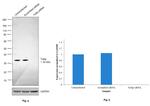 TOLLIP Antibody in Western Blot (WB)