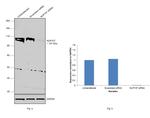 NUP107 Antibody in Western Blot (WB)