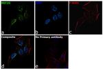 MEF2D Antibody in Immunocytochemistry (ICC/IF)