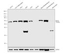 MEF2D Antibody in Western Blot (WB)