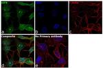 eIF6 Antibody in Immunocytochemistry (ICC/IF)