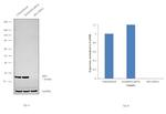 eIF6 Antibody in Western Blot (WB)