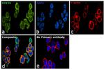 CD226 Antibody in Immunocytochemistry (ICC/IF)