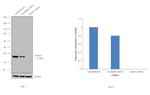 RAD51 Antibody in Western Blot (WB)