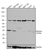 PRAS40 Antibody in Western Blot (WB)