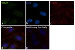 STRAP Antibody in Immunocytochemistry (ICC/IF)