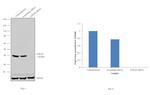 STRAP Antibody in Western Blot (WB)