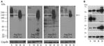 AMELX Antibody in Western Blot (WB)