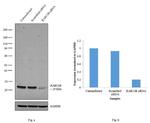 RAB11B Antibody in Western Blot (WB)