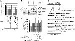 HRSP12 Antibody in Western Blot (WB)