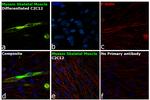 Myosin Skeletal Muscle Antibody in Immunocytochemistry (ICC/IF)