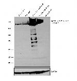 Myosin Skeletal Muscle Antibody in Western Blot (WB)