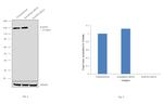 RAD50 Antibody in Western Blot (WB)