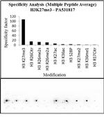 H3K27me3 Antibody