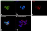 ISG15 Antibody in Immunocytochemistry (ICC/IF)