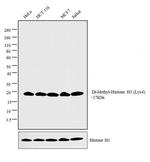 H3K4me2 Antibody in Western Blot (WB)