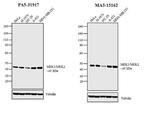 MEK1/MEK2 Antibody