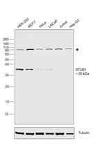 STUB1 Antibody